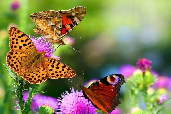 View of the beautiful natural phenomena