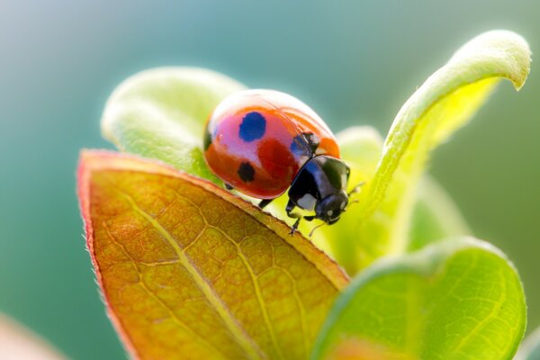 Red Ladybug sitting on a leaf