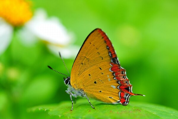 Papillon avec des ailes lumineuses en été