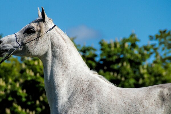 A gray horse against a background of blue sky and tree crowns