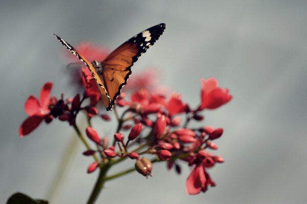 Motyl na kwiatku. Czerwony kwiat. Lato