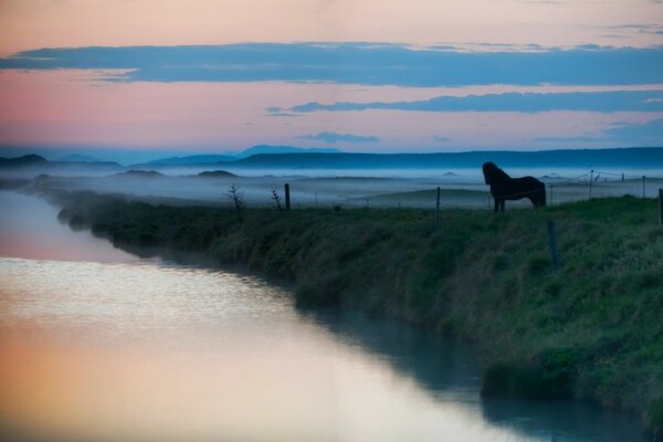 A lonely horse meets the dawn