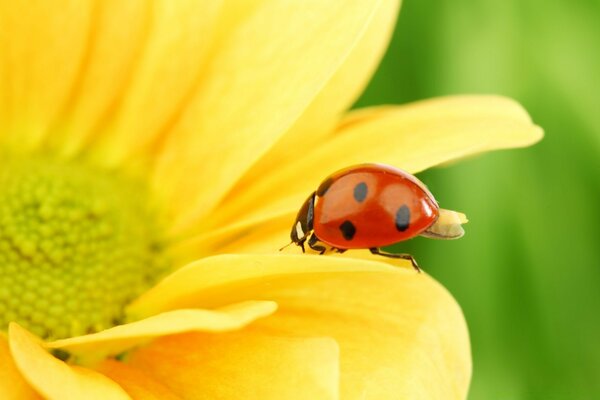 Marienkäfer auf einer gelben Blume