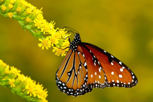 Ein roter Schmetterling sitzt auf einem Zweig gelber Blüten