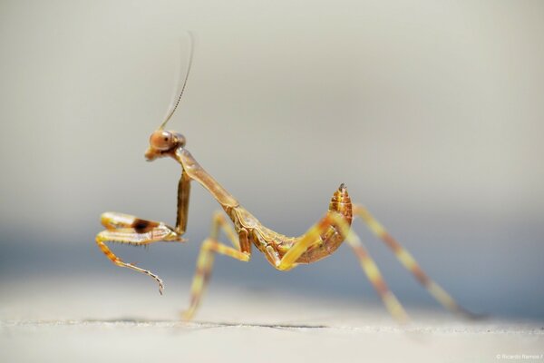 Mantis religiosa en medio de la vida silvestre