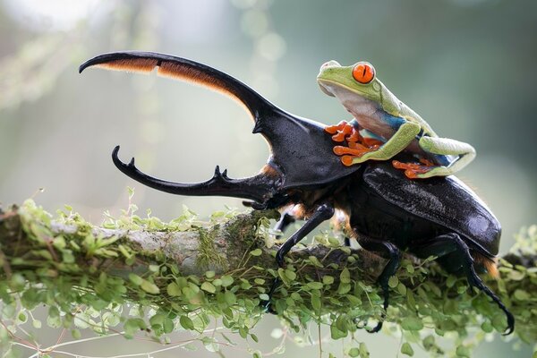 La grenouille Monte sur un Coléoptère rhinocéros noir