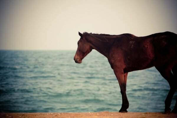 Cheval sur fond de lac tranquille