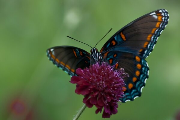 Hermosa mariposa en la miel. Delicioso verano