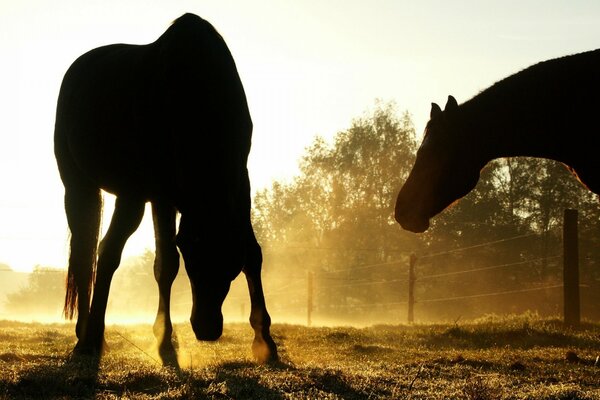 Silhueta de dois cavalos ao pôr do sol