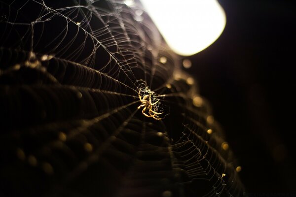 La belleza de la trampa de araña está en los detalles