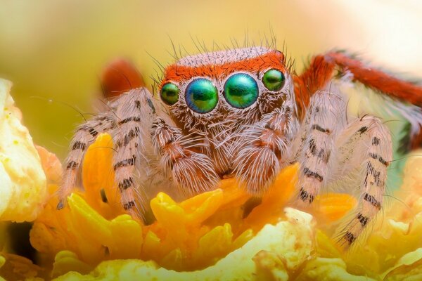 Araignée poilue mignonne avec quatre yeux