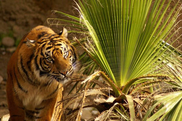 Tiger Augen Blätter Gras schaut sitzen angespannt