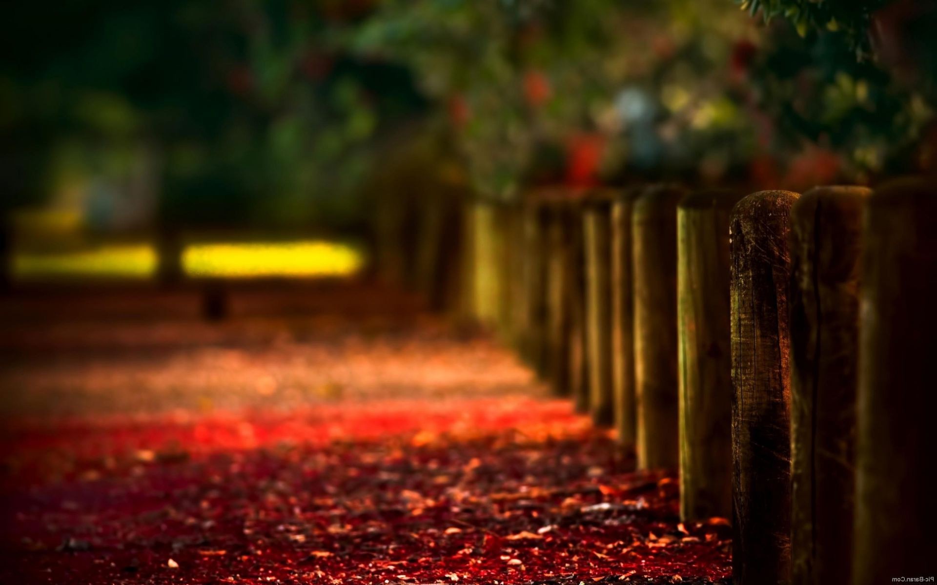 foglie autunno legno sfocatura luce albero parco foglia all aperto natura paesaggio colore scuro