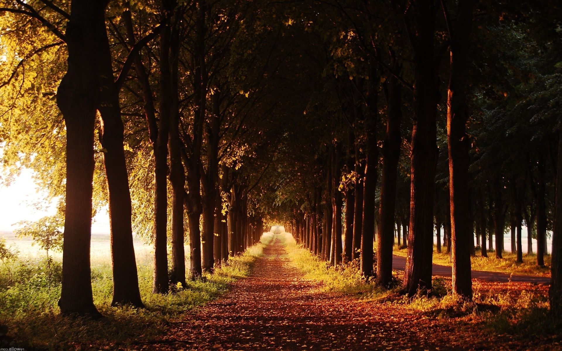 jesień drzewo świt drewno jesień krajobraz mgła mgła liść słońce światło park natura oświetlony dobra pogoda na zewnątrz zachód słońca cień oddział