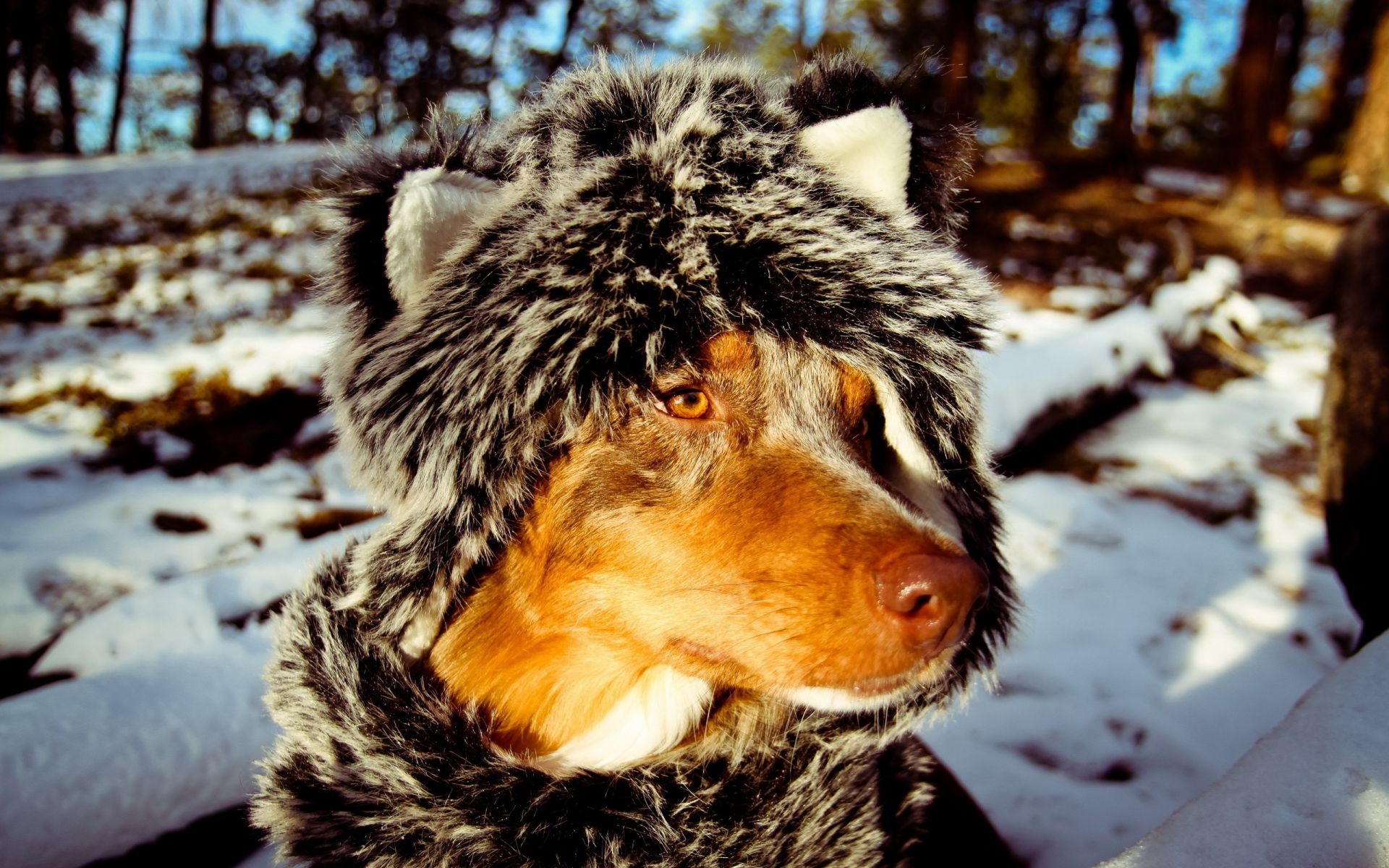 dogs mammal winter nature snow outdoors fur animal wildlife portrait cute canine dog cold