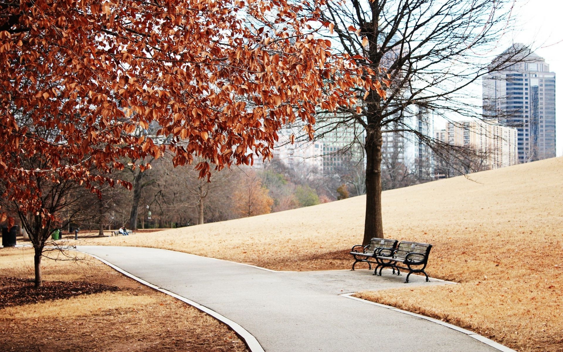 parks baum straße herbst führer saison blatt park holz gasse landschaft zweig natur im freien allee gasse län rlich ahorn landschaftlich szene