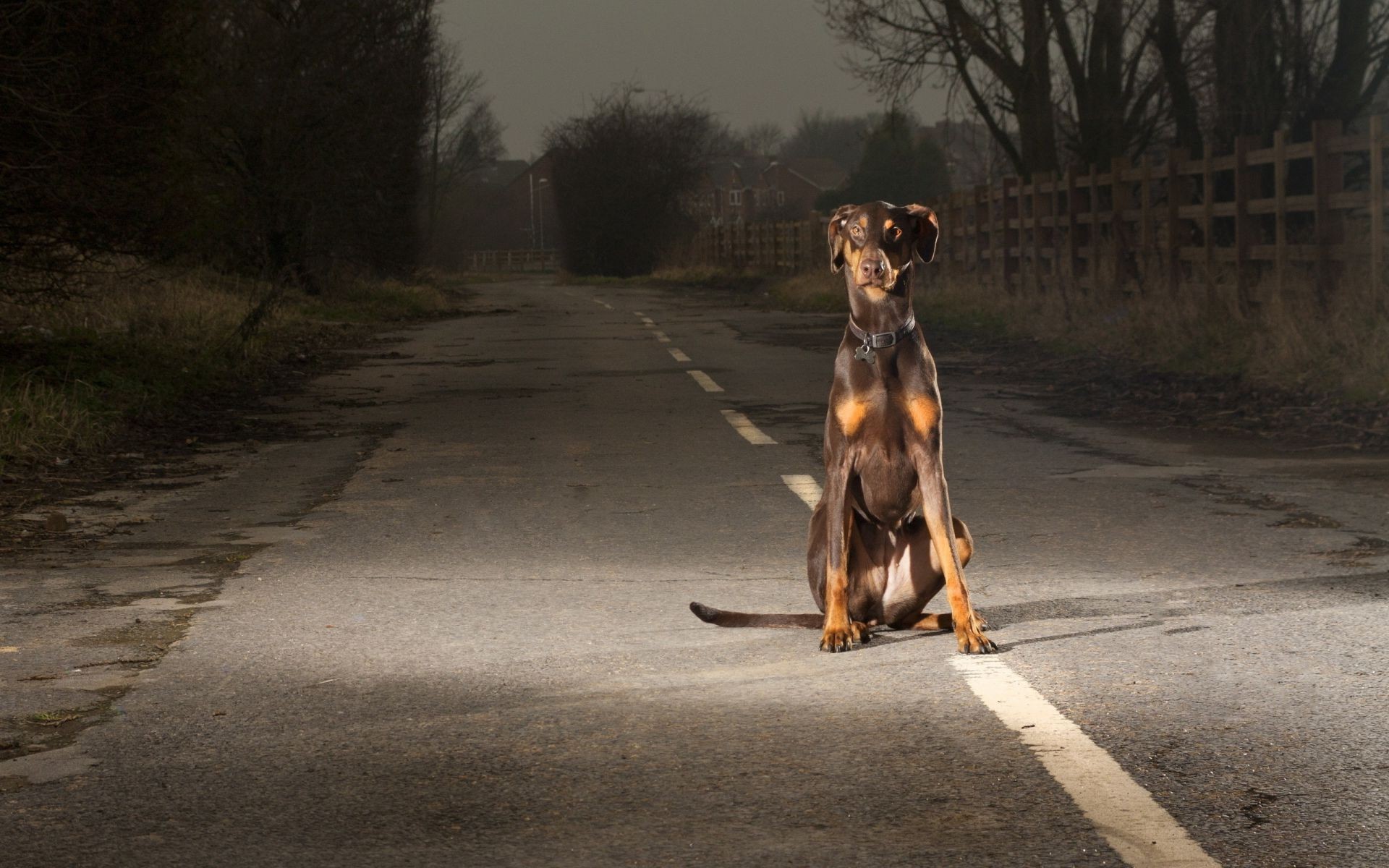 cani cane strada mammifero uno addestratore di cani all aperto