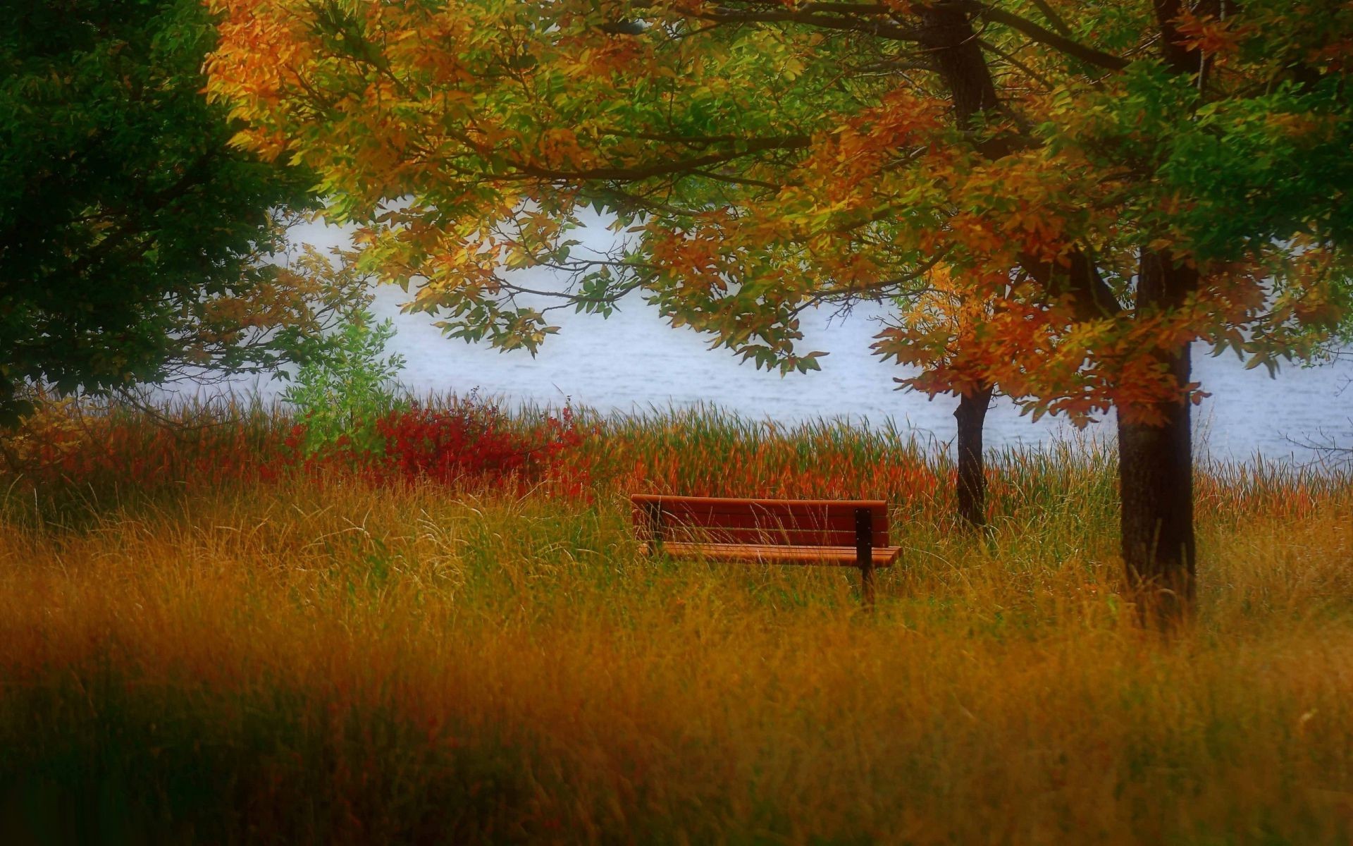 autumn fall tree landscape wood outdoors nature leaf dawn scenic grass placid countryside