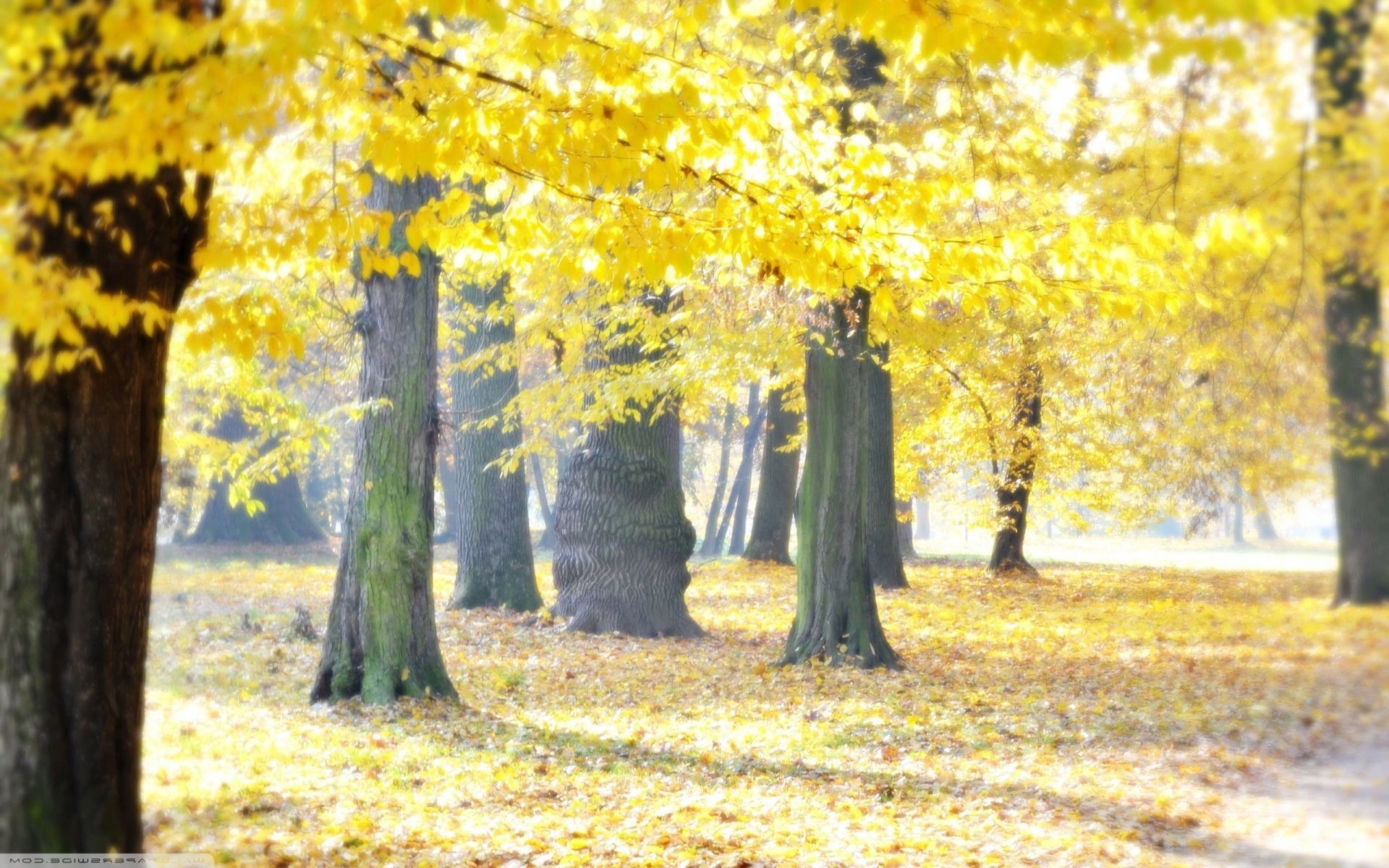 bäume herbst blatt holz holz park ahorn saison natur landschaft gutes wetter guide nebel zweig landschaftlich landschaftlich sonne landschaft gold ländlich hell