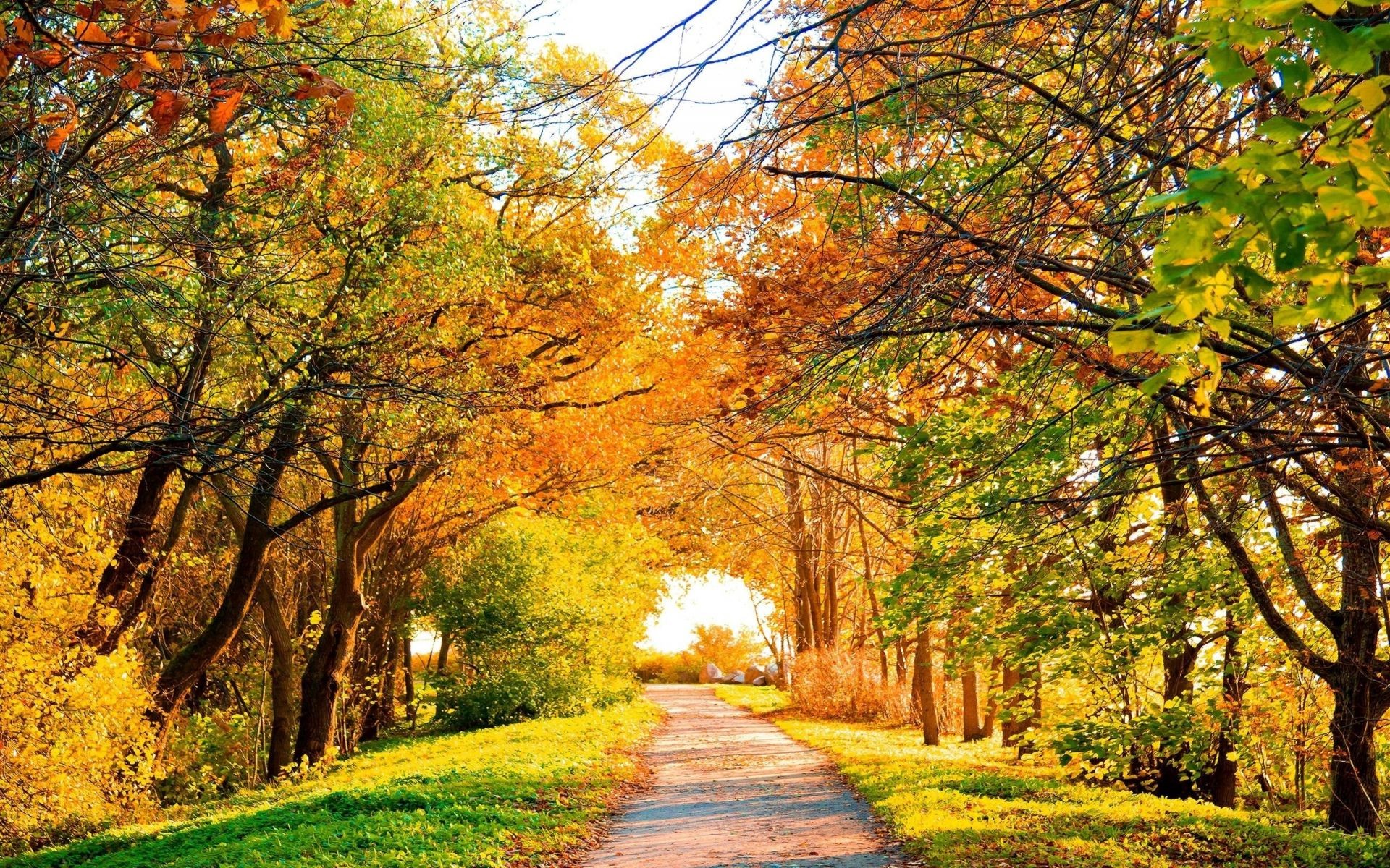 the sunset and sunrise fall leaf tree park landscape maple nature wood season road scenic guidance outdoors alley countryside fair weather footpath rural scenery