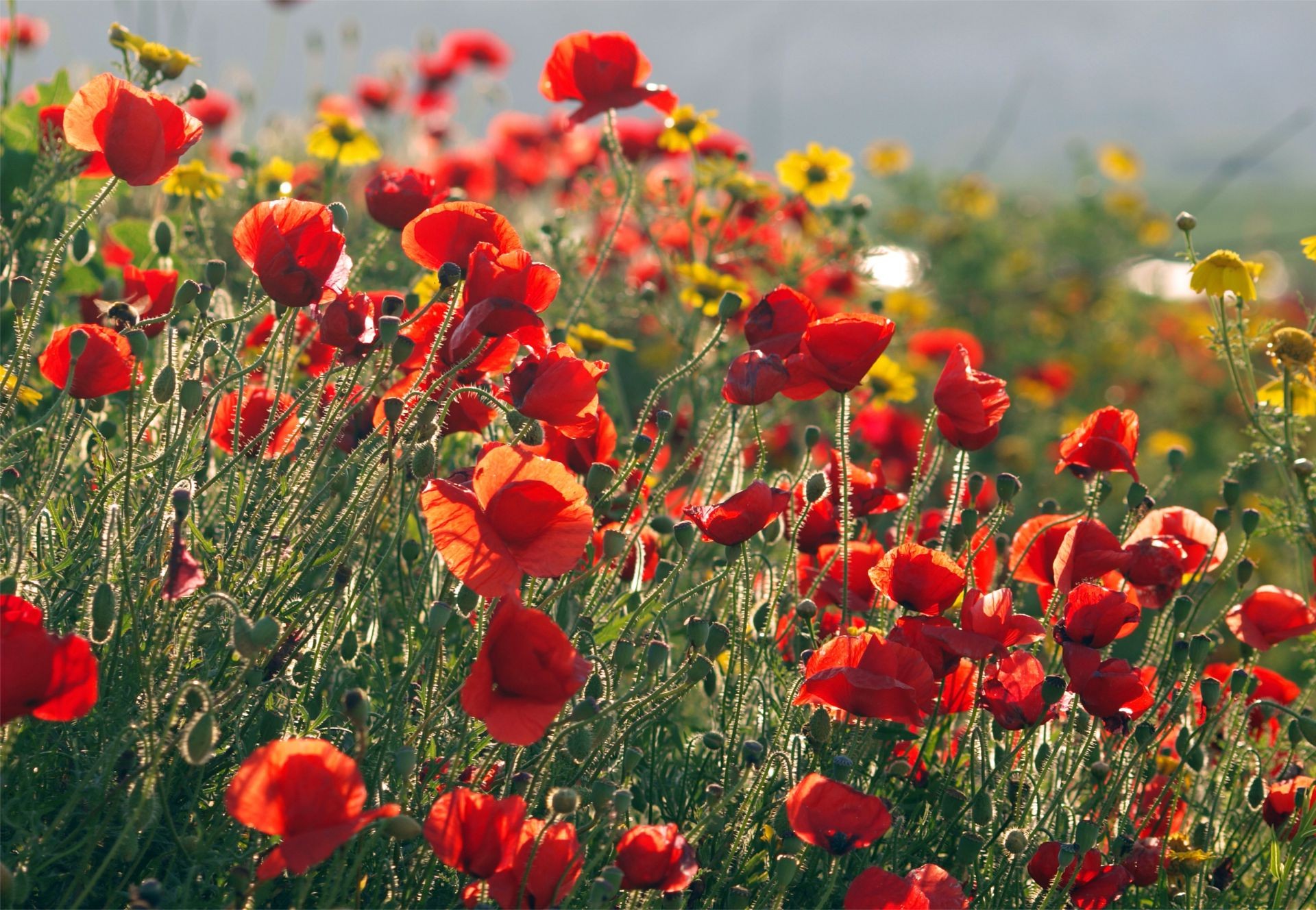 fleurs poppy fleur champ nature flore foin été rural en plein air jardin floral croissance bluming herbe pétale couleur lumineux saison feuille