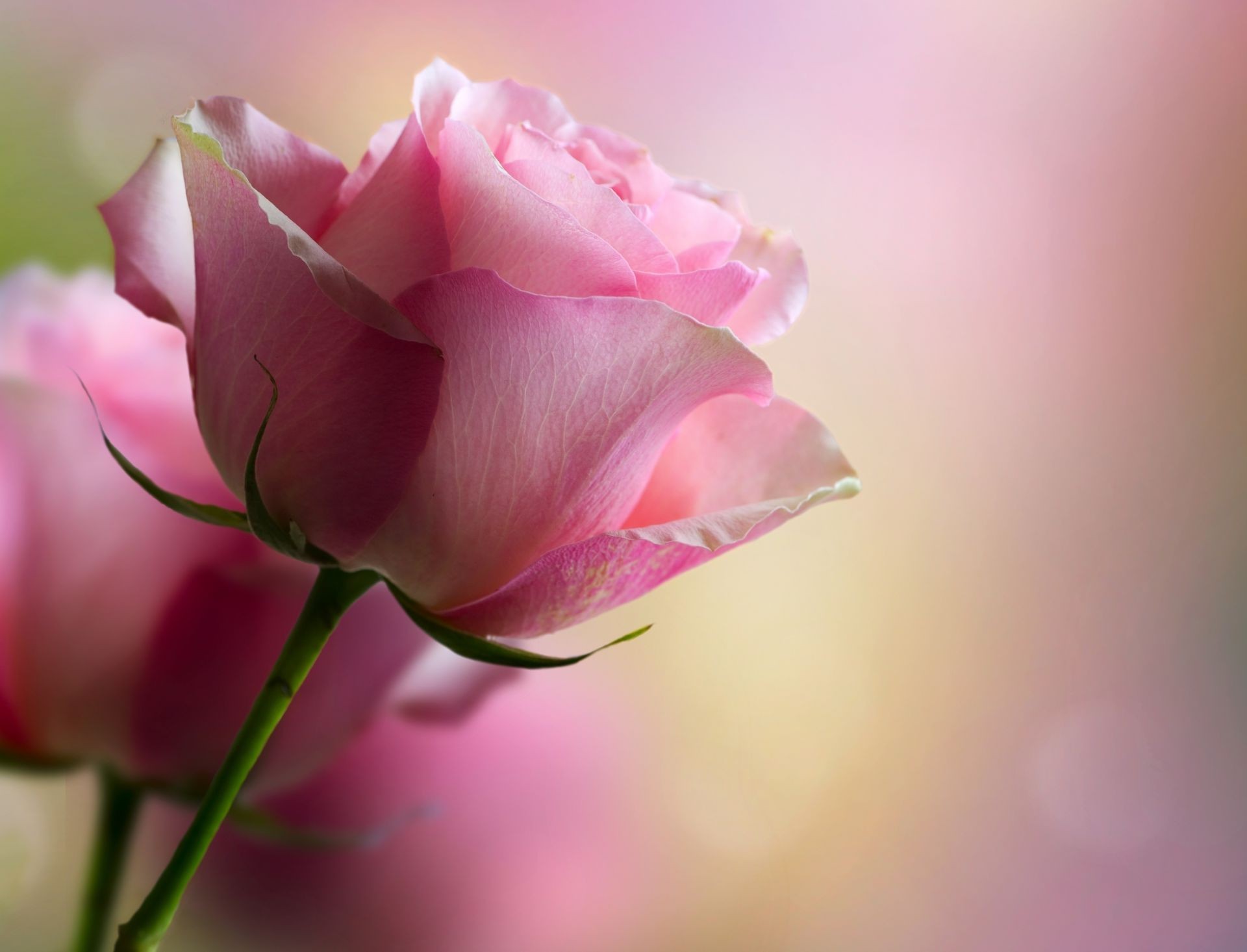 güller çiçek doğa flora yaprak yaz bahçe taçyaprağı aşk güzel romantizm dostum çiçeklenme kabuk çiçek düğün renk