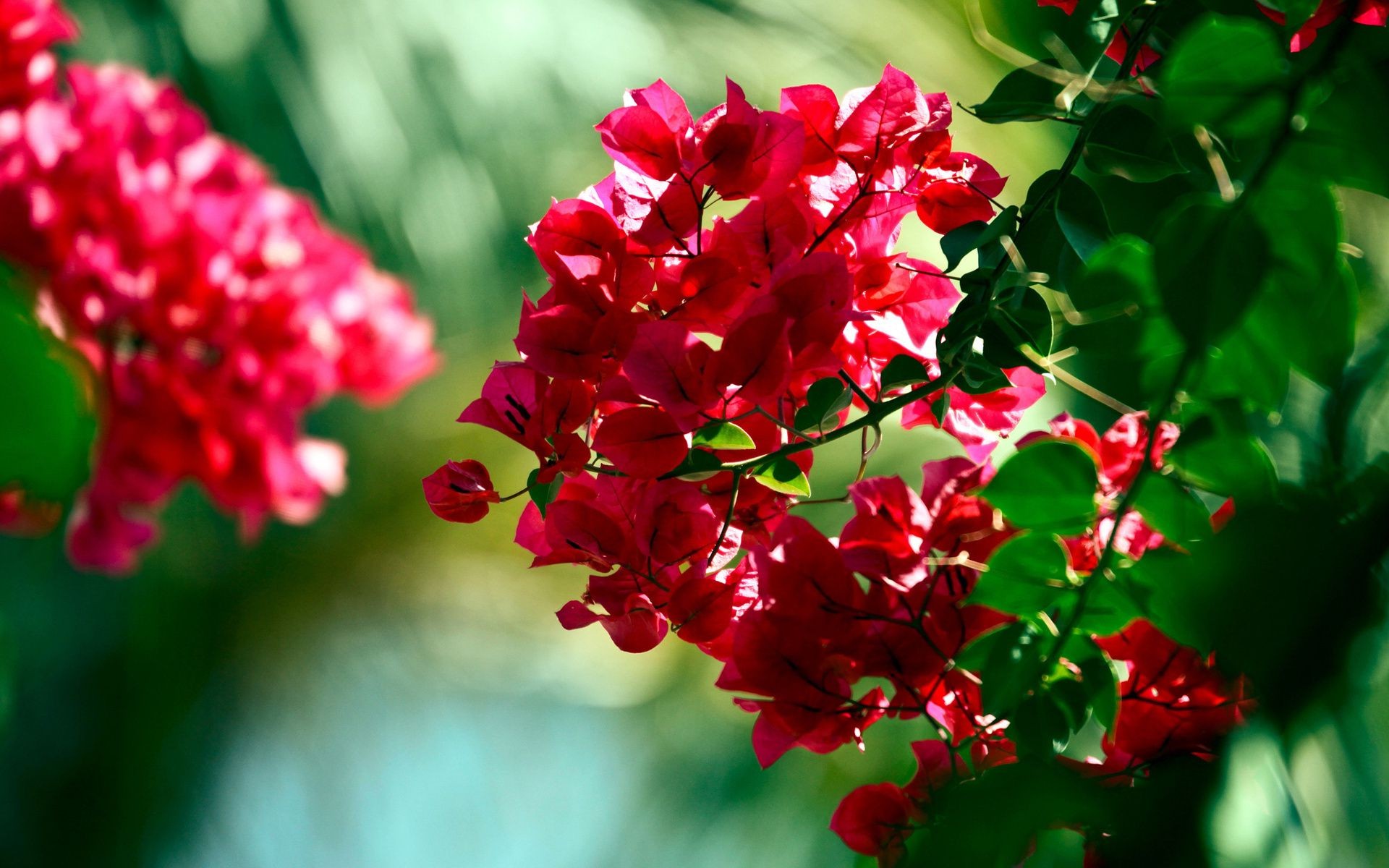 树上的花 自然 花 花园 叶 植物 夏天 明亮 颜色 树枝 开花 生长 季节 灌木 花瓣 美丽 花卉 户外