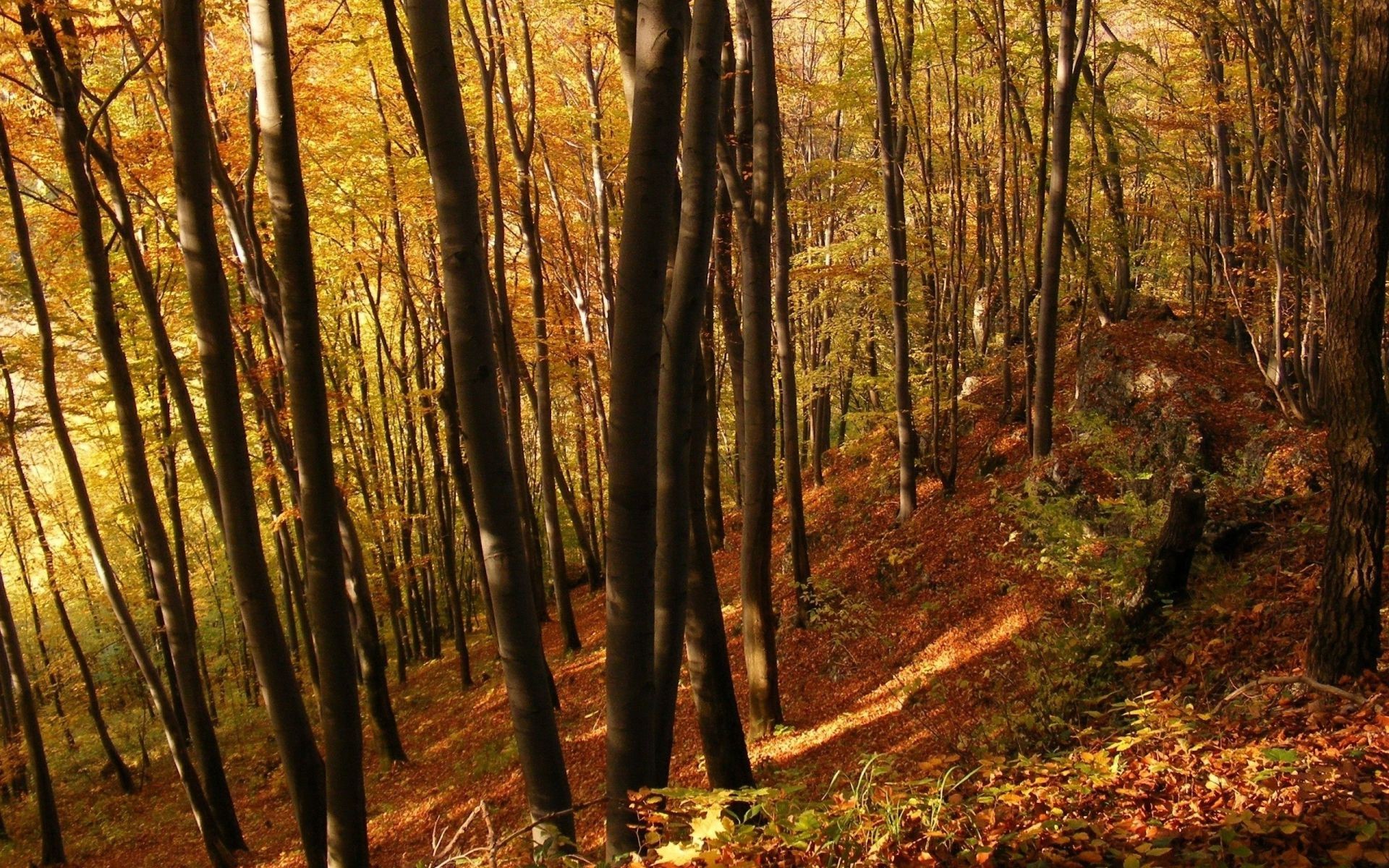 autunno legno autunno foglia albero alba natura paesaggio parco bel tempo nebbia nebbia all aperto scenico lussureggiante faggio sunbim sole stagione luce del giorno