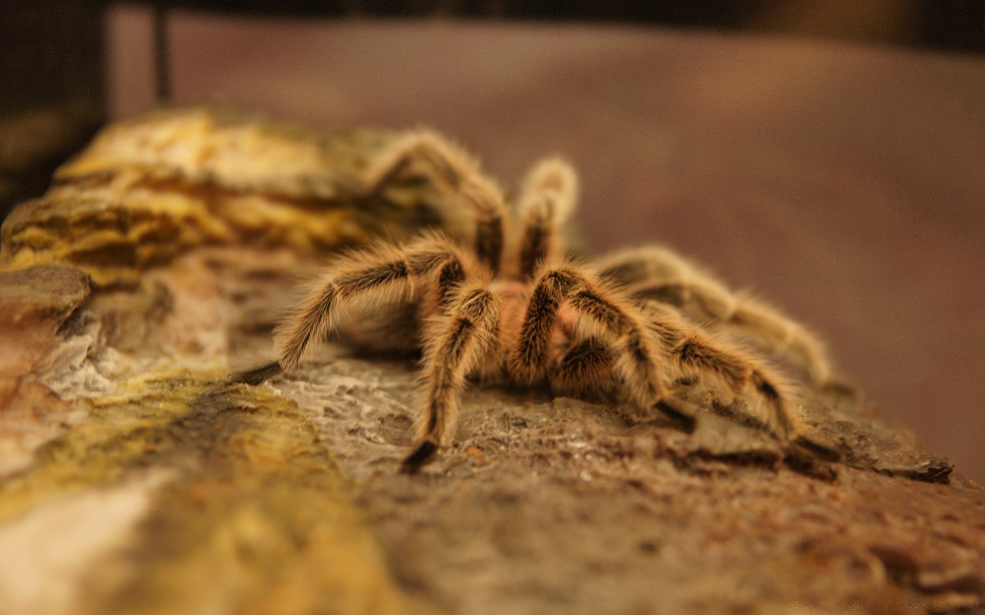 insectos insecto araña naturaleza arácnido invertebrados cerca vida silvestre madera comida