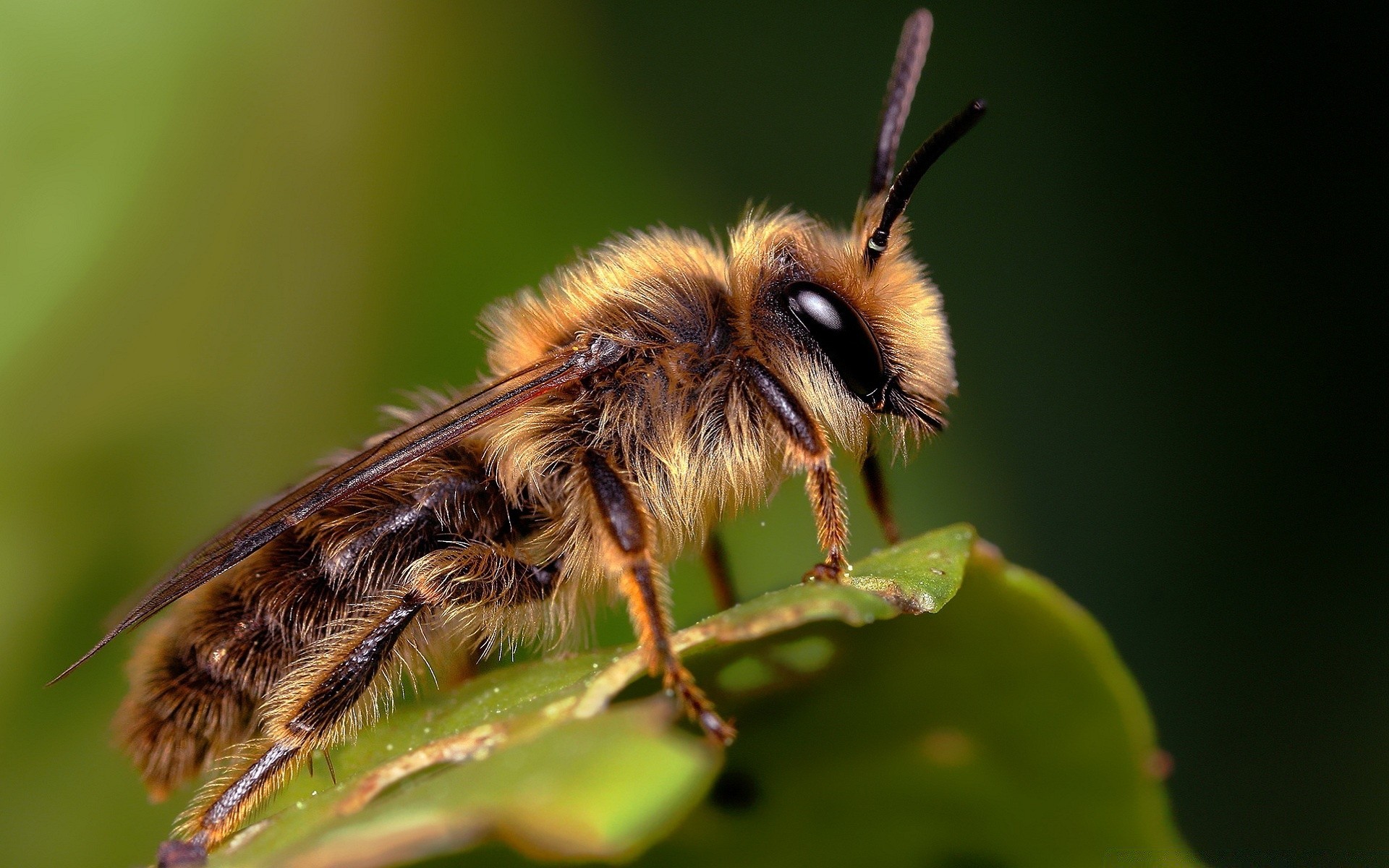 insectes insecte nature abeille faune miel à l extérieur peu invertébrés animal