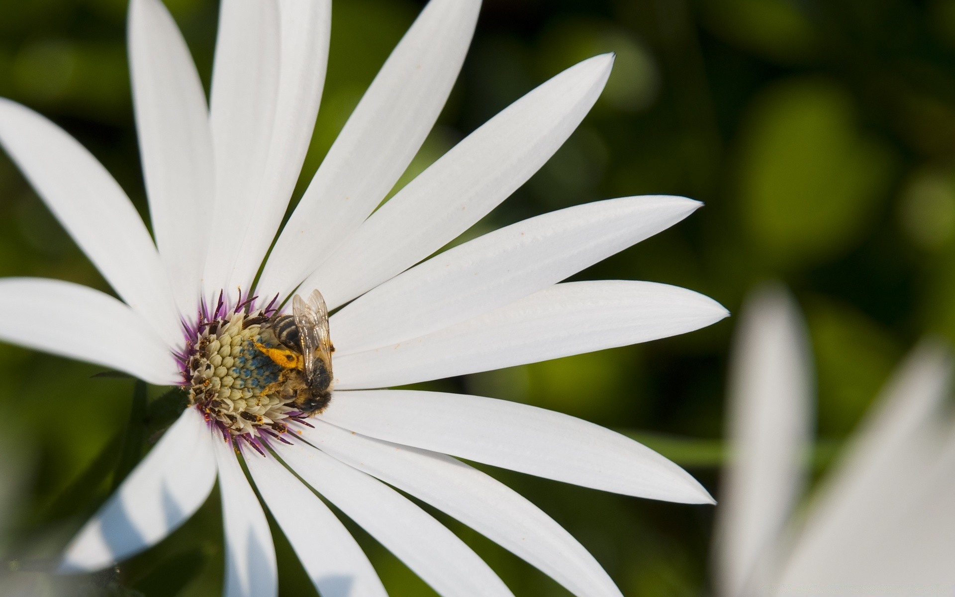 insetos natureza flor inseto verão flora folha abelha jardim ao ar livre pólen crescimento brilhante