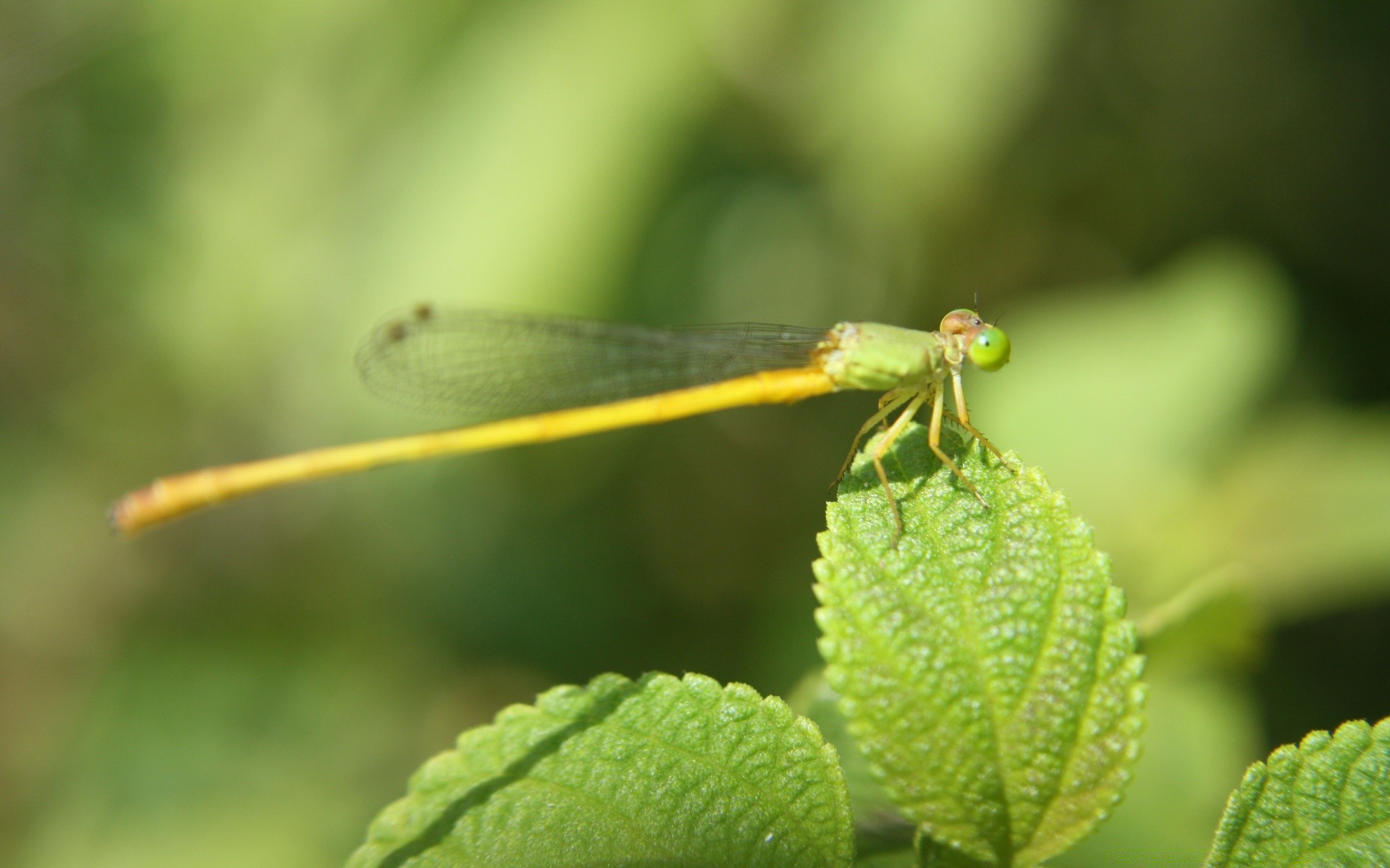 insects nature leaf insect dragonfly wildlife flora summer outdoors garden animal grass little environment