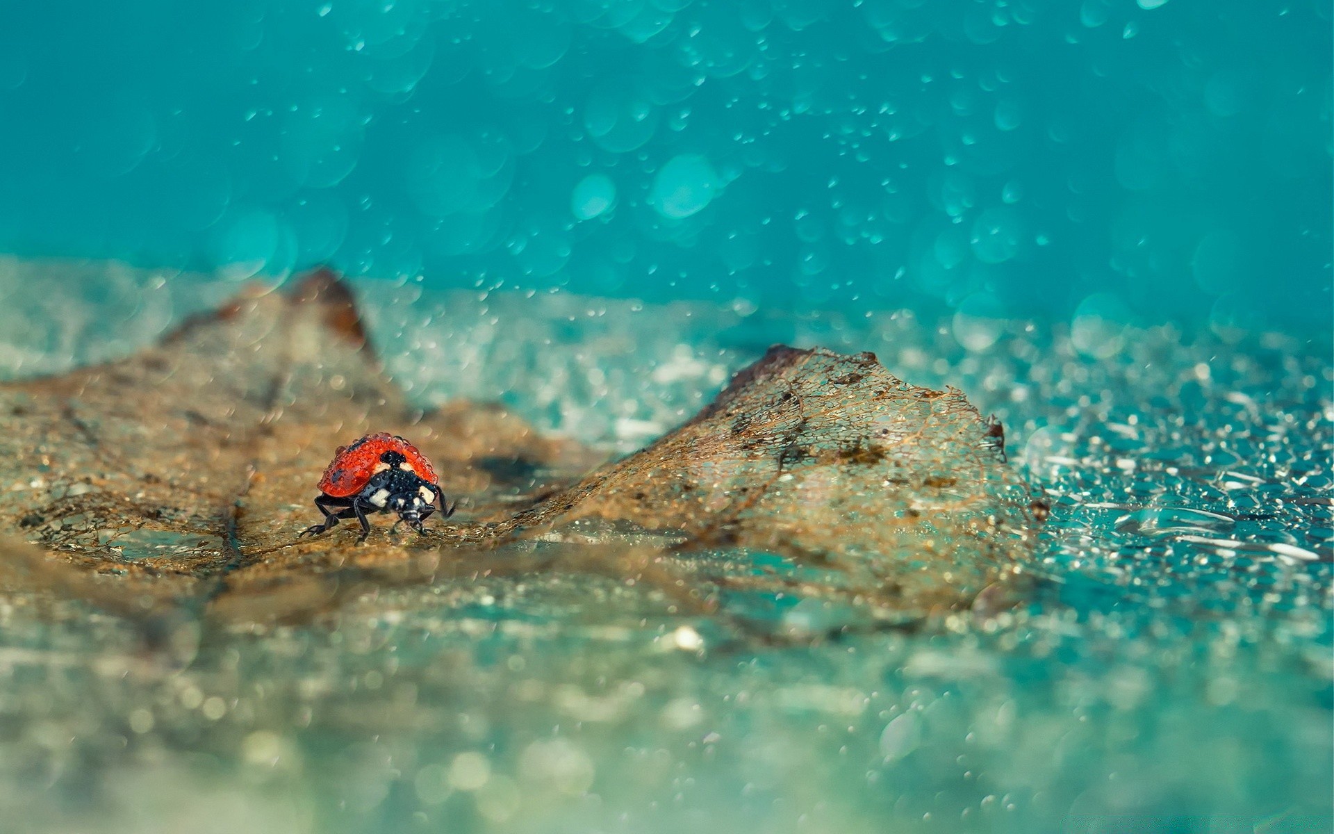 insectes sous-marin eau natation plongée sports nautiques poissons invertébrés mer océan voyage un tropical