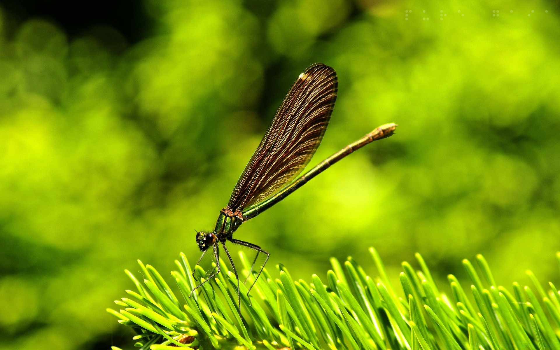 owady natura liść na zewnątrz lato ogród owad trawa flora park drzewo