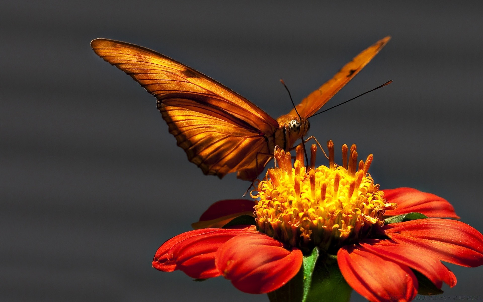 borboleta inseto natureza asa flor vida selvagem voar animal antena verão jardim monarca ao ar livre bela cor lepidoptera selvagem gentil voo