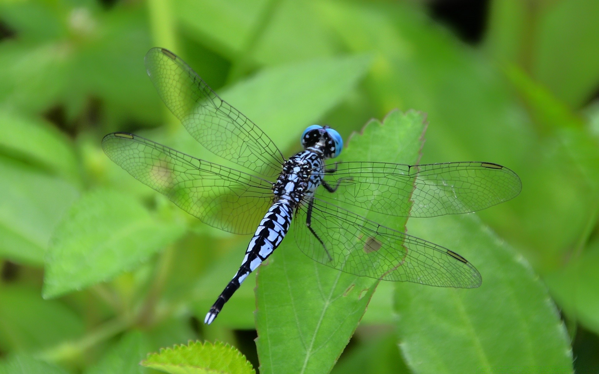 insects nature insect leaf garden flora summer outdoors wildlife