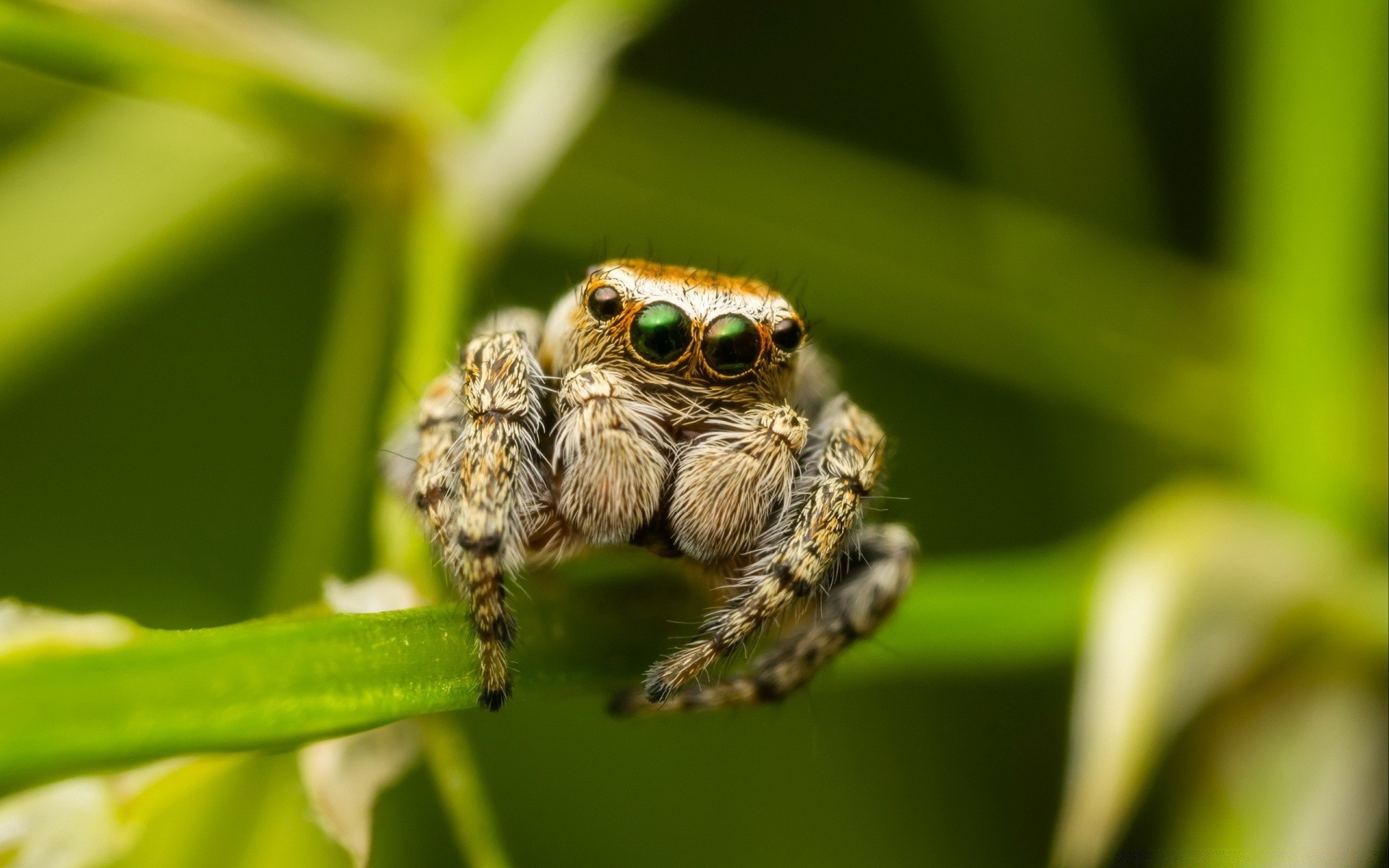 insectos naturaleza vida silvestre animal insecto primer plano al aire libre pequeño araña