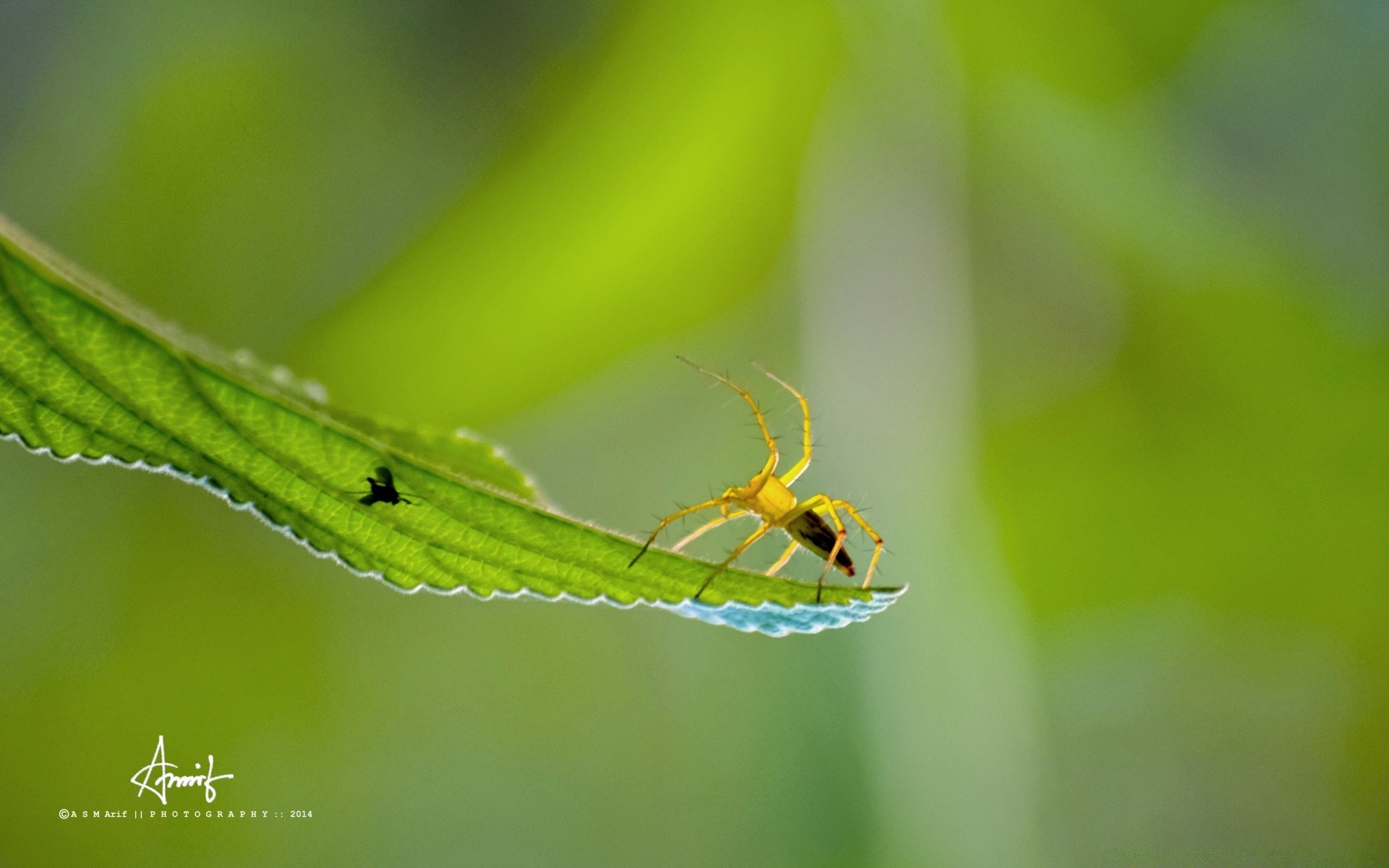 insects insect nature leaf wildlife outdoors flora little spider environment grass invertebrate animal tiny summer ecology