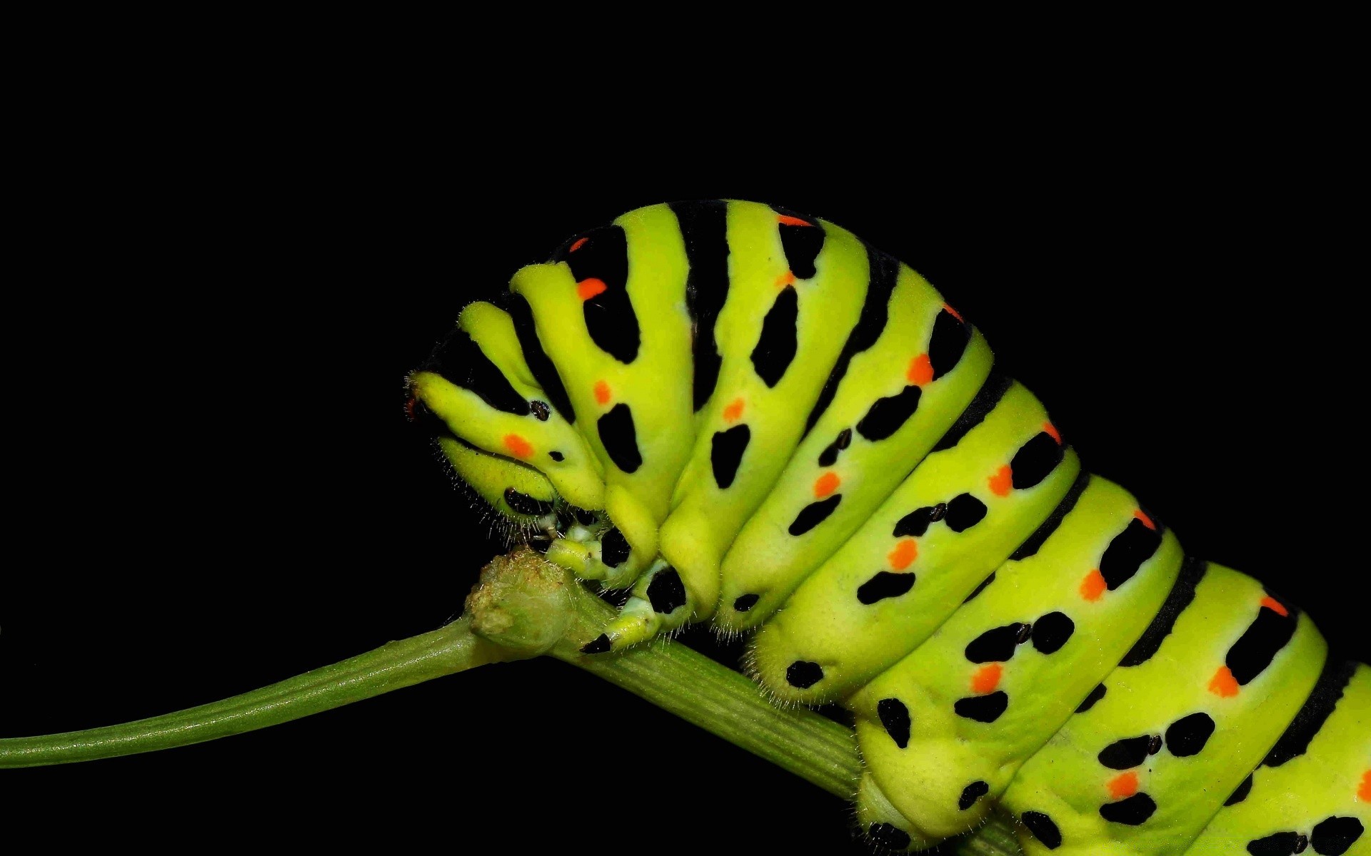 insetti insetto invertebrati natura fiore cibo foglia colore singolo