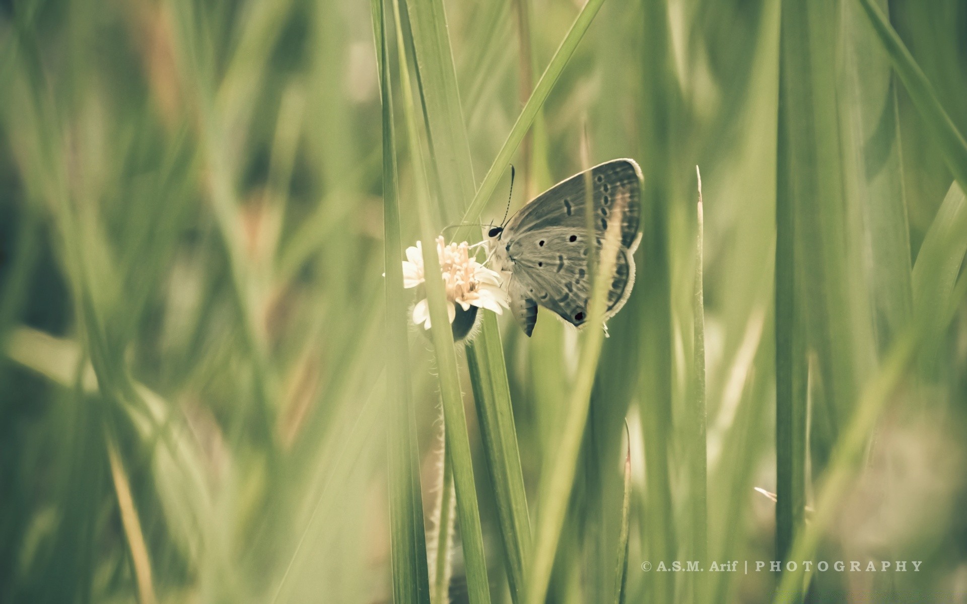 butterfly nature grass outdoors summer wildlife insect flora environment animal fair weather hayfield leaf bright garden little wild