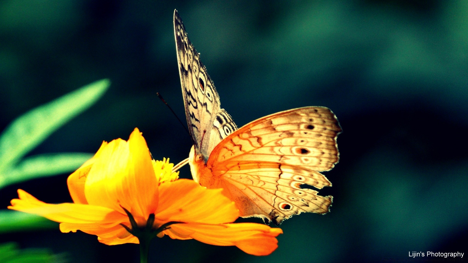 mariposa naturaleza insecto al aire libre verano ala vida silvestre delicado invertebrados flor monarca biología brillante hoja flora volar jardín poco lepidópteros