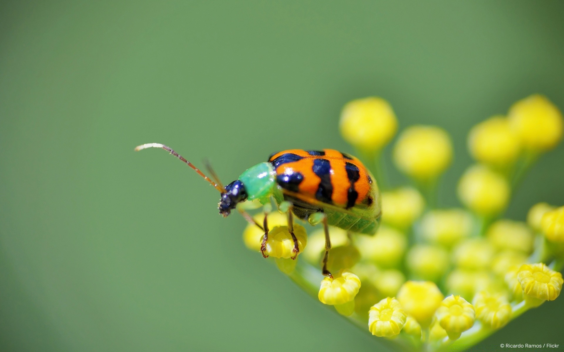 insectes nature insecte peu faune coléoptère coccinelle feuille été à l extérieur biologie lumineux