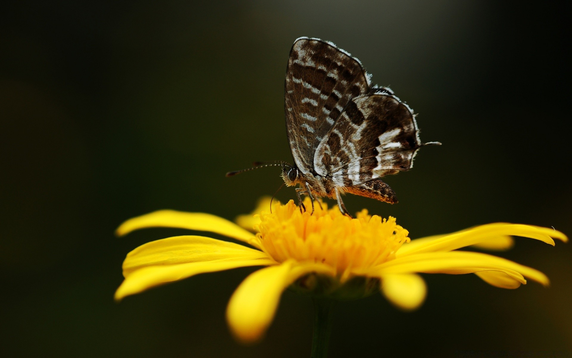 mariposa naturaleza insecto verano al aire libre flor vida silvestre jardín invertebrados