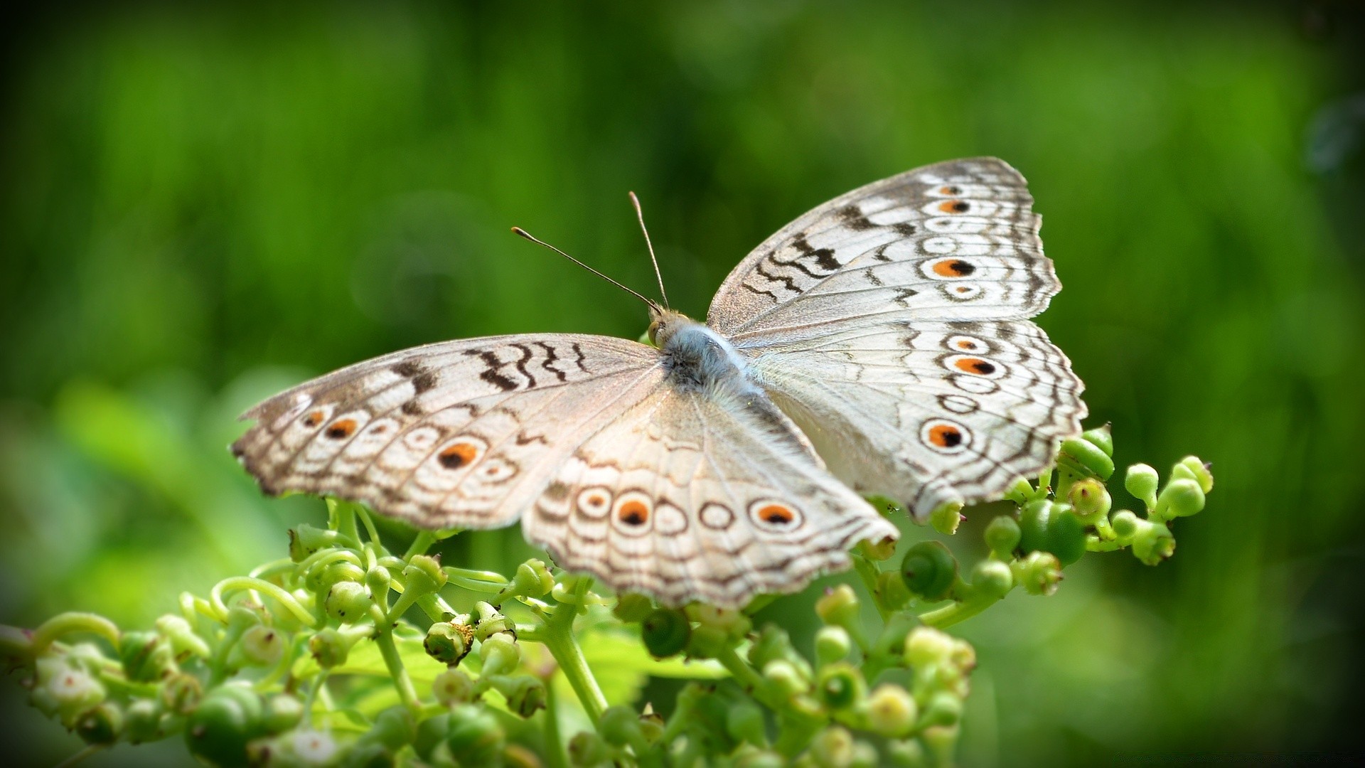 kelebek doğa böcek kanat hayvan açık havada yaban hayatı yaz bahçe güzel küçük lepidoptera vahşi yakın çekim flora hava masaüstü parlak renk çiçek