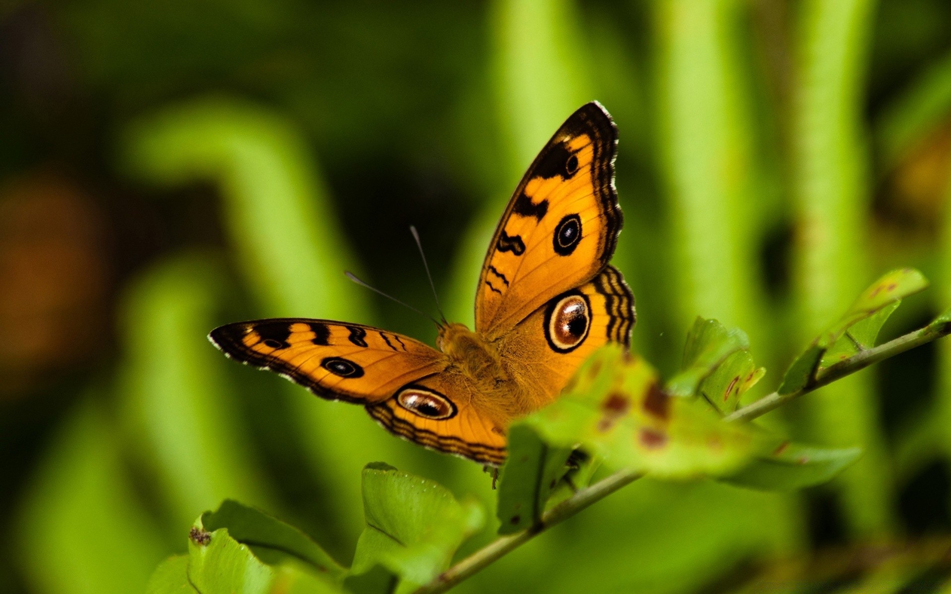 butterfly nature insect wildlife animal summer outdoors leaf biology wing wild garden bright little color