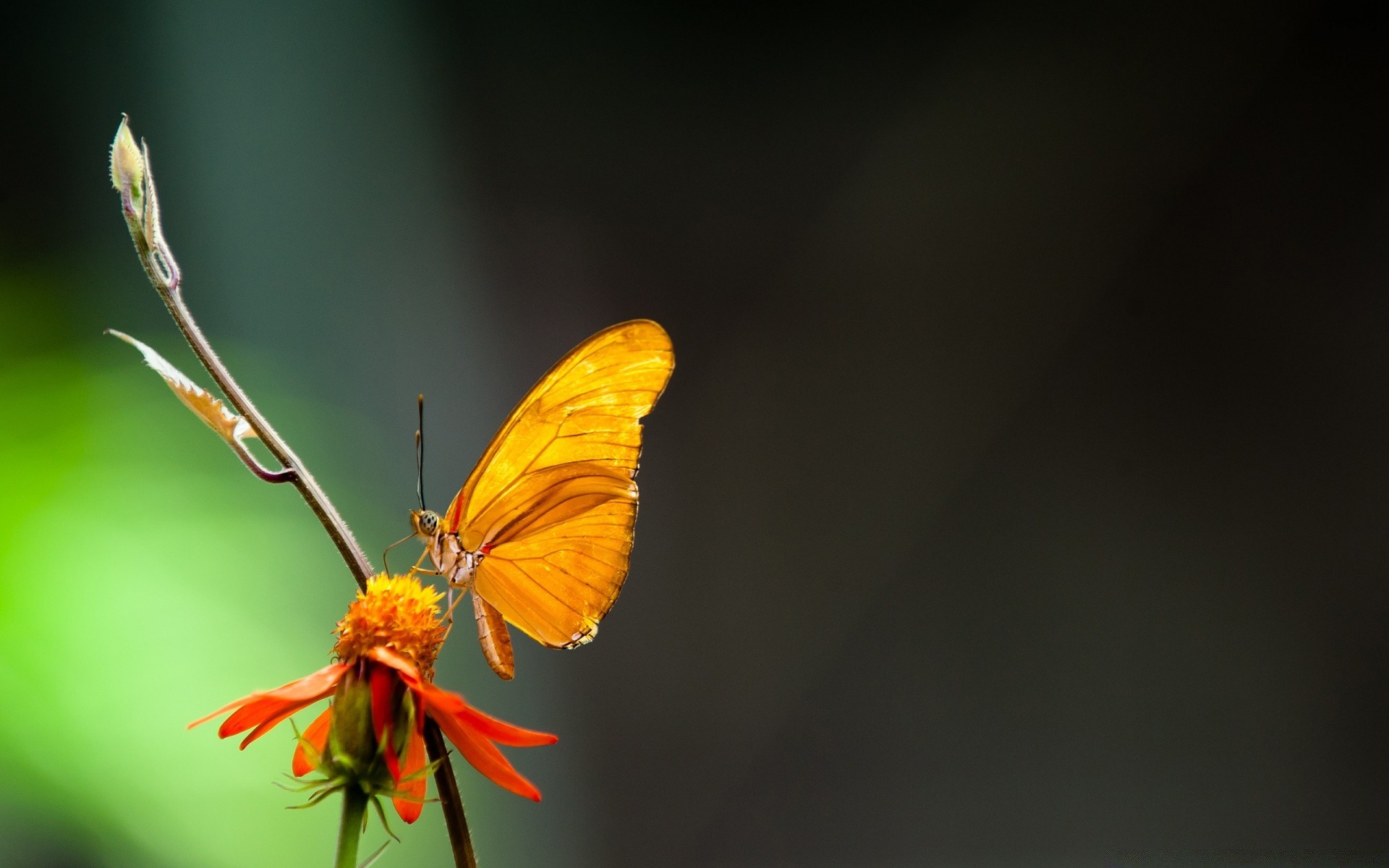 borboleta inseto natureza flor ao ar livre invertebrados vida selvagem delicado verão folha