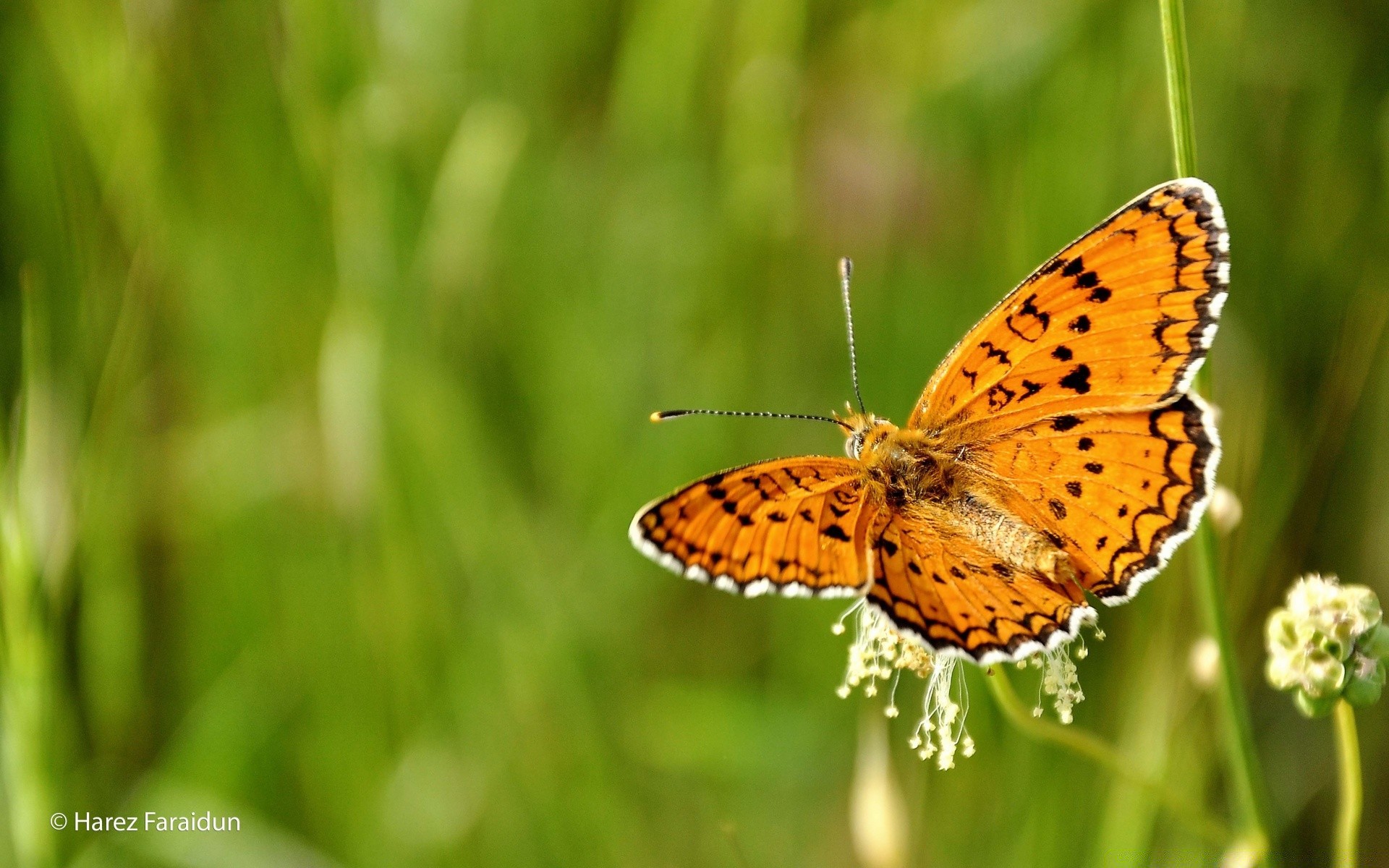 butterfly nature insect summer grass outdoors garden animal wildlife flora bright leaf hayfield little wing wild color fly flower