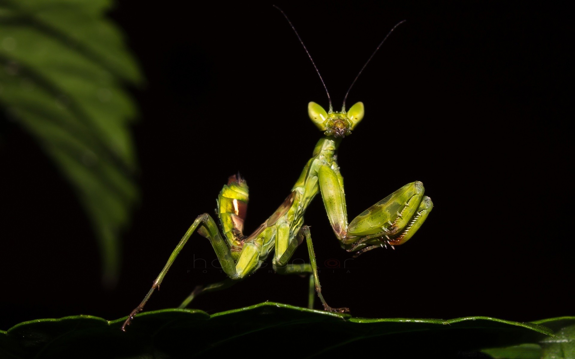 insectes invertébrés insecte mante sauterelle antenne faune unique locust feuille ravageur biologie animal à l extérieur voler nature libellule cricket araignée vue latérale