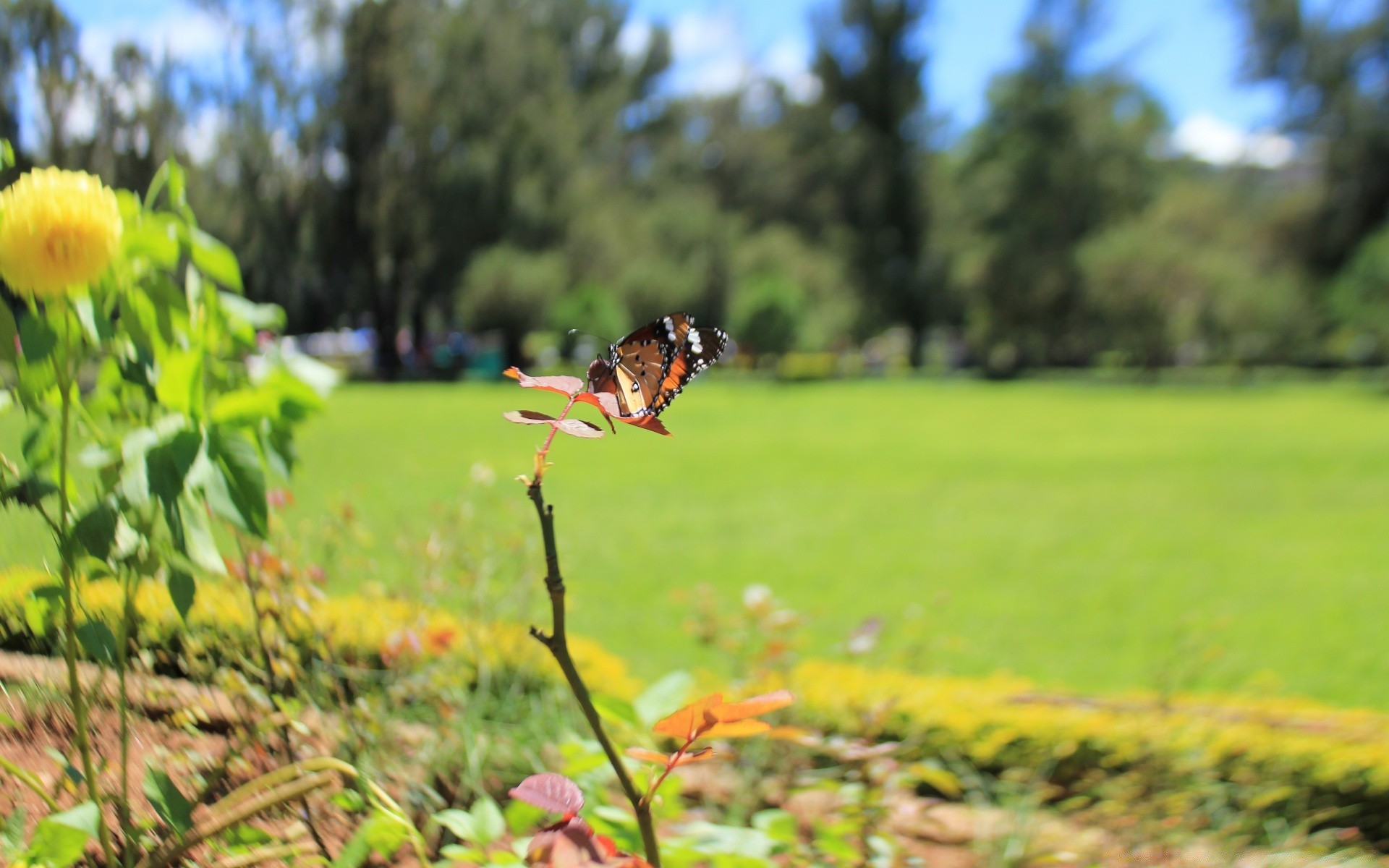 butterfly nature grass outdoors summer fair weather flower landscape leaf hayfield tree rural field