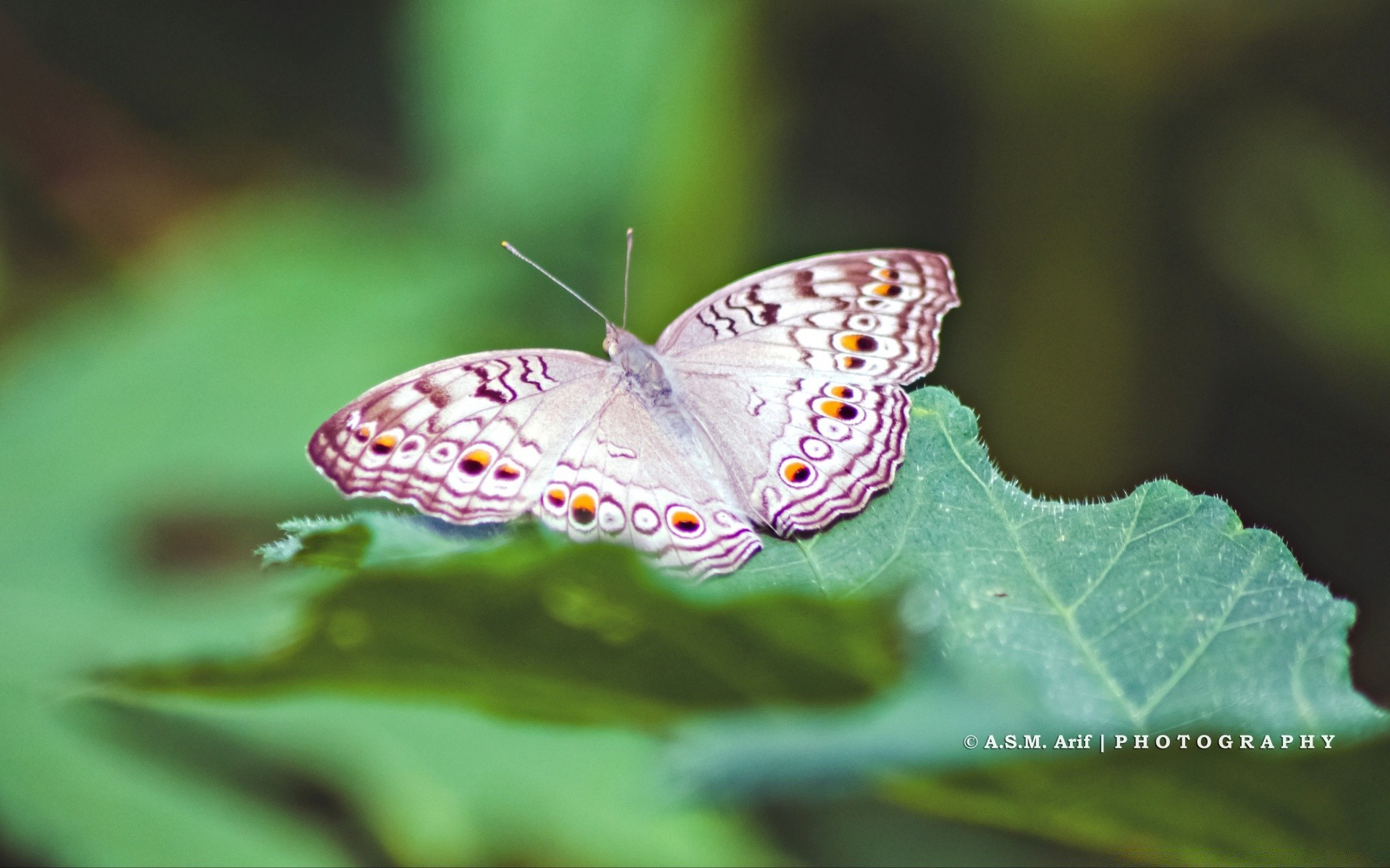 butterfly insect nature outdoors wildlife wing summer animal invertebrate leaf moth biology lepidoptera flora garden little bright delicate close-up